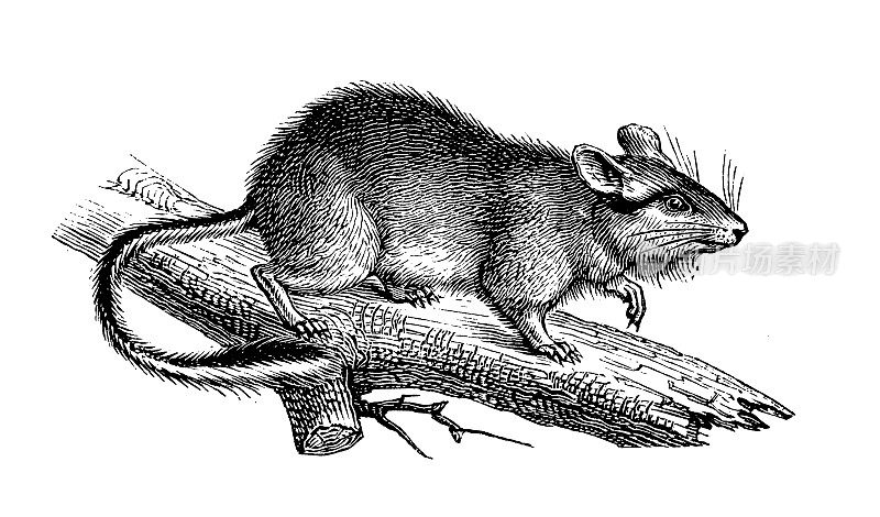 古董动物插画:花园睡鼠(Eliomys quercinus)